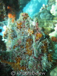 Commerson's Frogfish blending in with the reef ....as always by Kristin Belew 